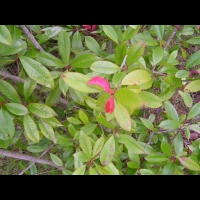 Photinia - Photinia x fraseri Red Robin (fam Rosacees) (01)